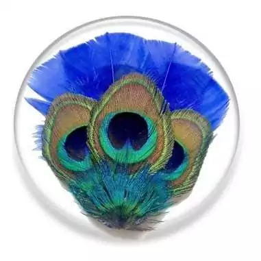 Lacets plats bleu-vert paon pour vos chaussures