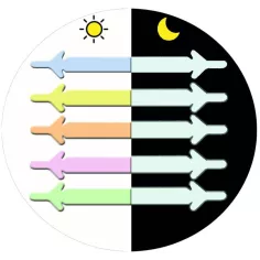 Lacets violets phosphorescents silicones élastiques et… 2