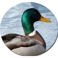 Lacets larges satin bleu-vert pour vos chaussures 2