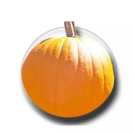 Lacets plats orange citrouille pour vos chaussures   Lacets plats orange citrouille pour vos chaussures