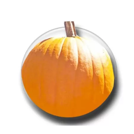 Lacets de chaussures fluos orange fantaisie.Boutique de…